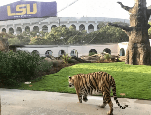 2019 SEC Football Preview: LSU Tigers