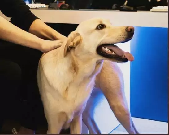 OWL Dogs